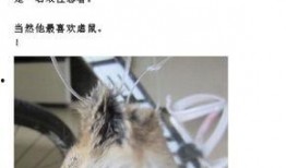 最新老鼠爆料视频大全